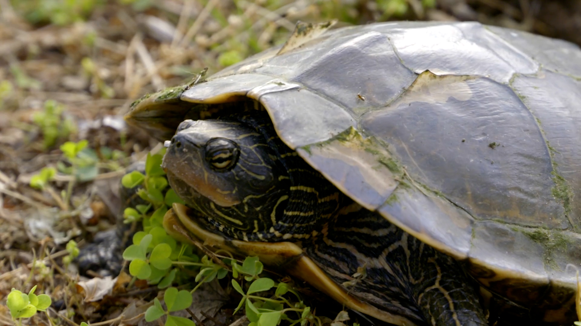 Over & Under: Wildlife Crossings