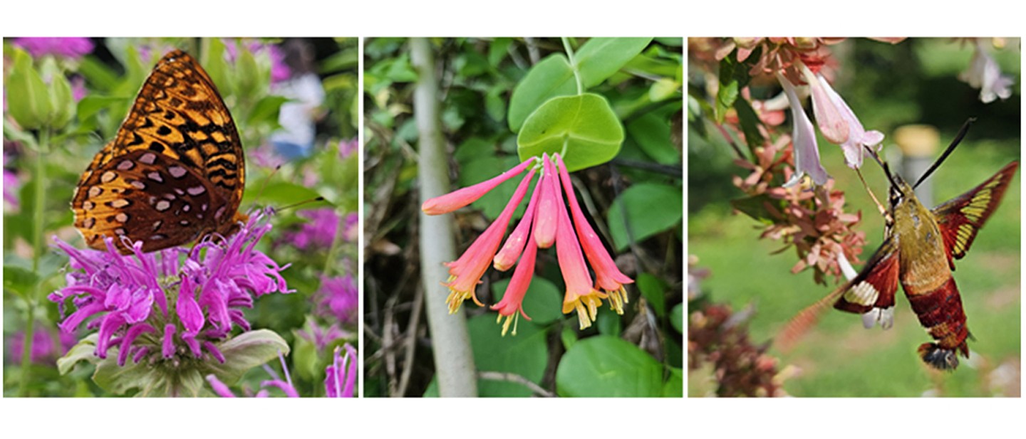 Buds, Birds, and Butterflies Walk